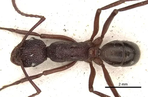 Rhytidoponera rufescens specimen CASENT0281822 image casent0281822_1