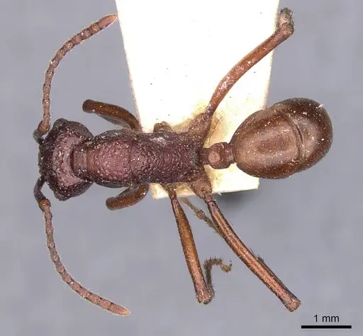 Rhytidoponera rufescens specimen CASENT0907138 image casent0907138_1