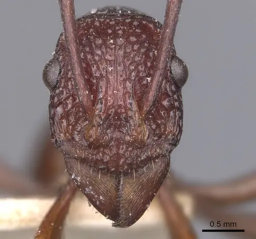 Rhytidoponera rufescens specimen CASENT0907138 image casent0907138_2