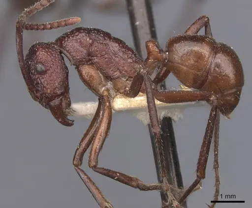 Rhytidoponera rufescens specimen CASENT0907138 image casent0907138_3