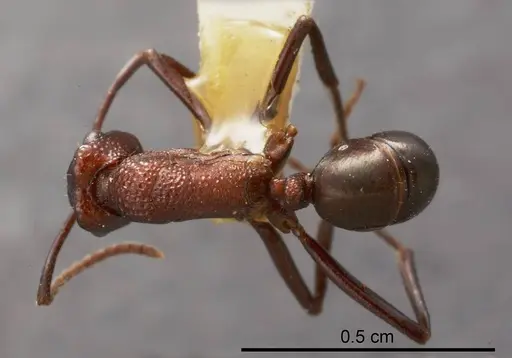 Rhytidoponera rufithorax specimen ANTWEB1008319 image antweb1008319_1
