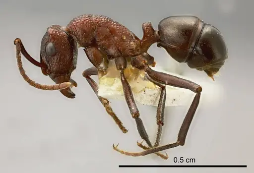Rhytidoponera rufithorax specimen ANTWEB1008319 image antweb1008319_2
