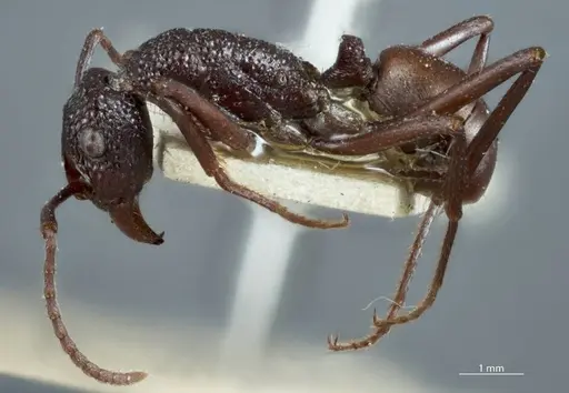 Rhytidoponera rufiventris specimen ANTWEB1041120 image antweb1041120_3