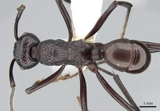 Rhytidoponera rufiventris specimen CASENT0281292 image casent0281292_1
