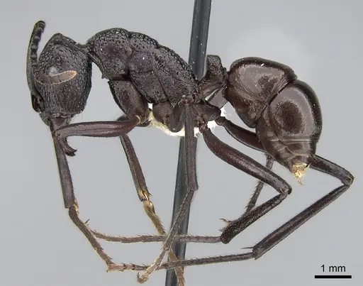 Rhytidoponera rufiventris specimen CASENT0281292 image casent0281292_3
