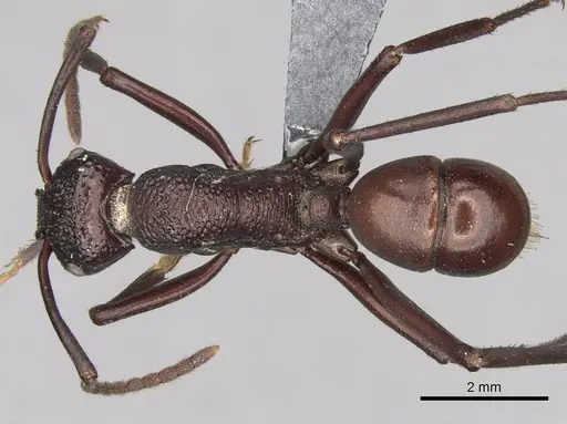Rhytidoponera rufiventris specimen CASENT0281827 image casent0281827_1