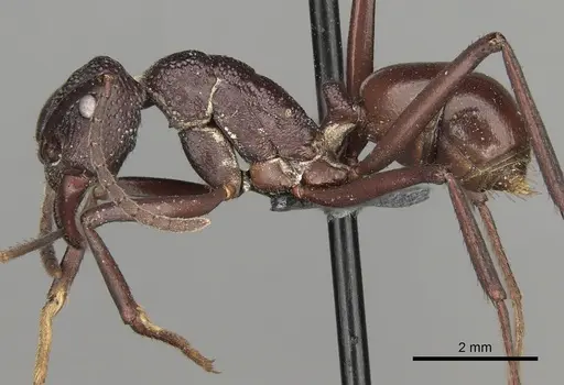 Rhytidoponera rufiventris specimen CASENT0281827 image casent0281827_3