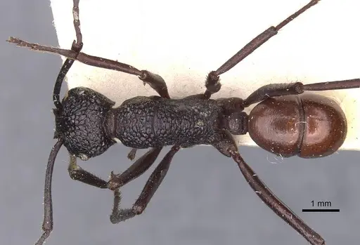 Rhytidoponera rufiventris specimen CASENT0907140 image casent0907140_1