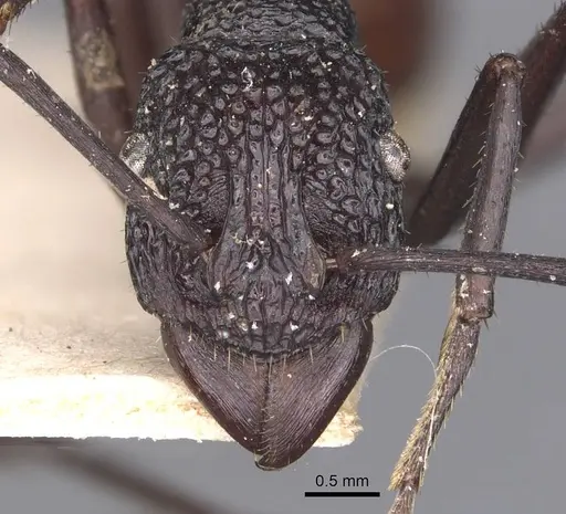 Rhytidoponera rufiventris specimen CASENT0907140 image casent0907140_2