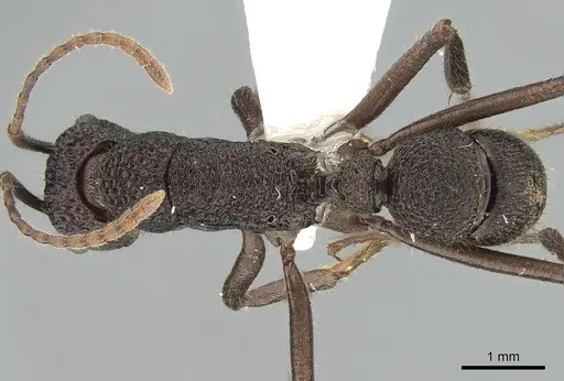 Rhytidoponera scaberrima specimen CASENT0281267 image casent0281267_1
