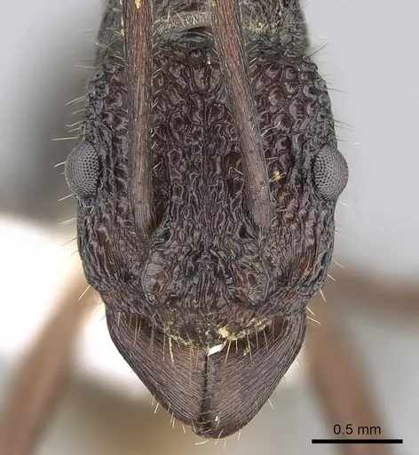 Rhytidoponera scaberrima specimen CASENT0281267 image casent0281267_2