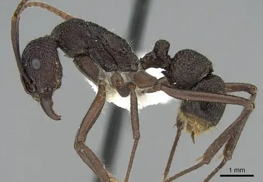 Rhytidoponera scaberrima specimen CASENT0281267 image casent0281267_3