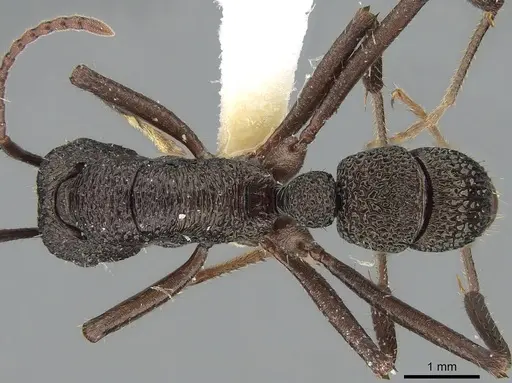 Rhytidoponera scaberrima specimen CASENT0281268 image casent0281268_1