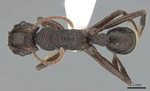 Rhytidoponera scaberrima specimen CASENT0281269 image casent0281269_1
