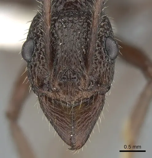 Rhytidoponera scaberrima specimen CASENT0281269 image casent0281269_2