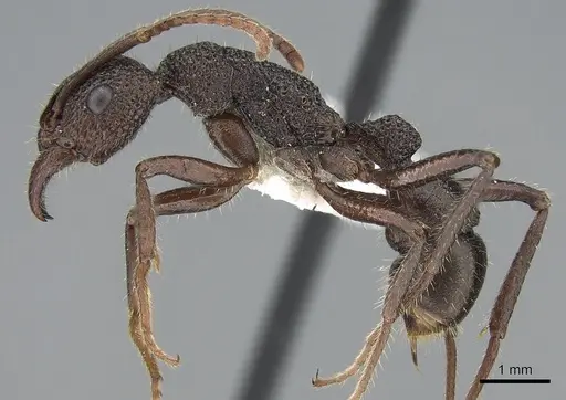 Rhytidoponera scaberrima specimen CASENT0281269 image casent0281269_3