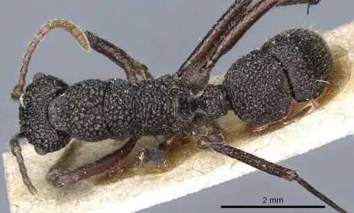 Rhytidoponera scaberrima specimen CASENT0903827 image casent0903827_1