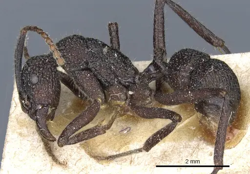 Rhytidoponera scaberrima specimen CASENT0903827 image casent0903827_3