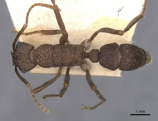 Rhytidoponera scaberrima specimen CASENT0907146 image casent0907146_1