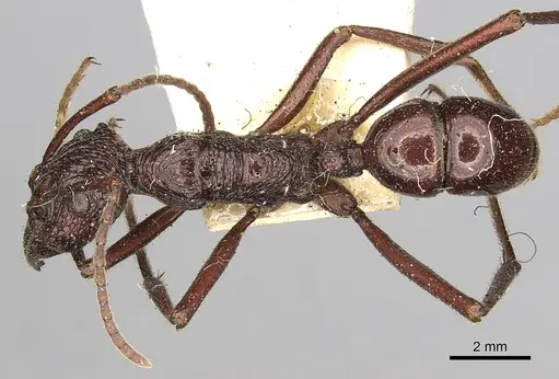 Rhytidoponera scabra specimen CASENT0281819 image casent0281819_1