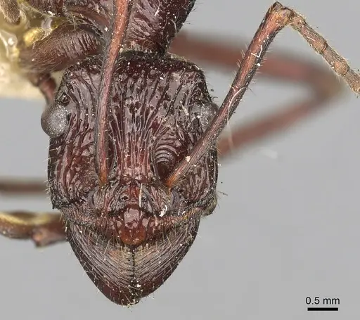 Rhytidoponera scabra specimen CASENT0281819 image casent0281819_2