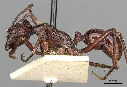 Rhytidoponera scabra specimen CASENT0281819 image casent0281819_3