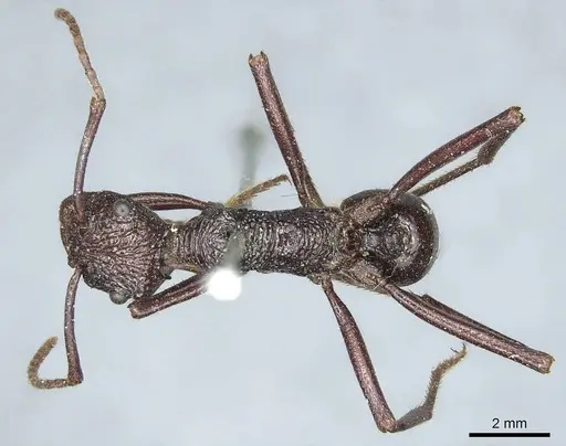 Rhytidoponera scabra specimen CASENT0915928 image casent0915928_1