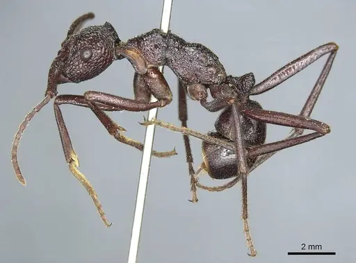Rhytidoponera scabra specimen CASENT0915928 image casent0915928_3