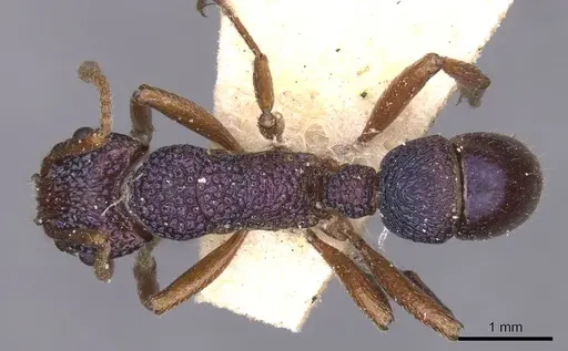 Rhytidoponera scabrior specimen CASENT0915144 image casent0915144_1