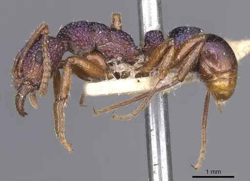 Rhytidoponera scabrior specimen CASENT0915144 image casent0915144_3