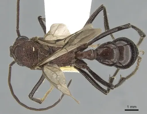 Rhytidoponera spoliata specimen CASENT0281296 image casent0281296_1