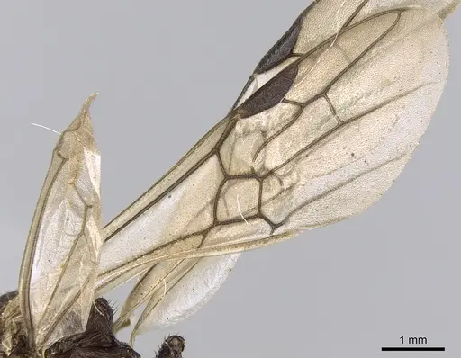 Rhytidoponera spoliata specimen CASENT0281296 image casent0281296_4