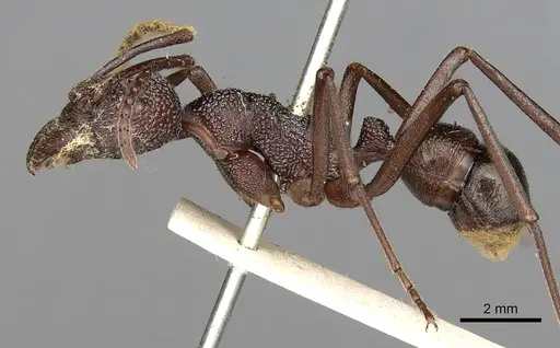 Rhytidoponera spoliata specimen CASENT0281820 image casent0281820_3