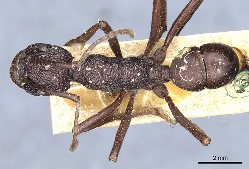 Rhytidoponera spoliata specimen CASENT0903815 image casent0903815_1
