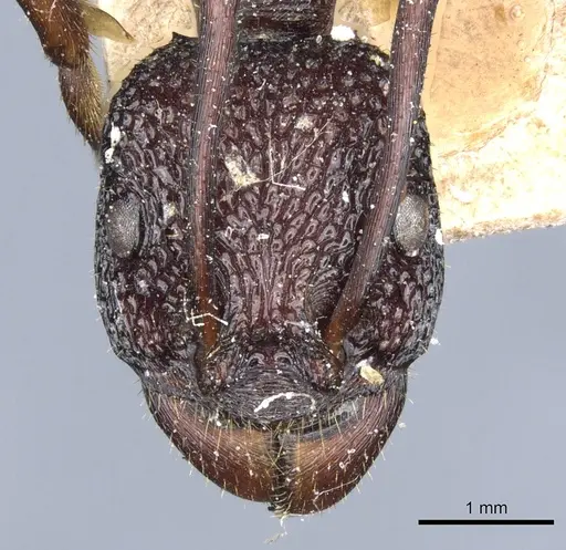 Rhytidoponera spoliata specimen CASENT0903815 image casent0903815_2