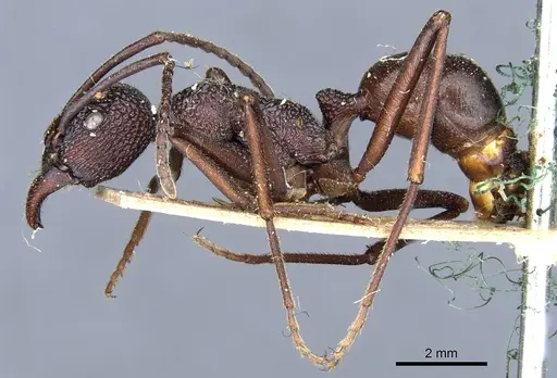 Rhytidoponera spoliata specimen CASENT0903815 image casent0903815_3