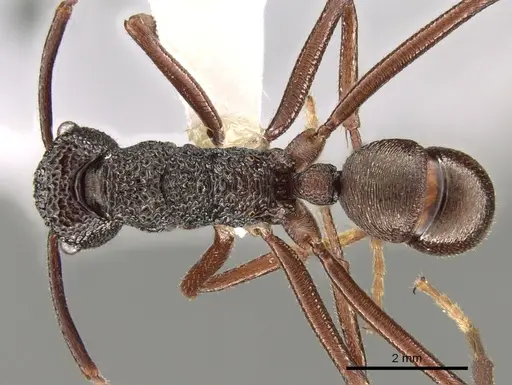 Rhytidoponera strigosa specimen CASENT0281339 image casent0281339_1