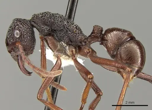 Rhytidoponera strigosa specimen CASENT0281339 image casent0281339_3