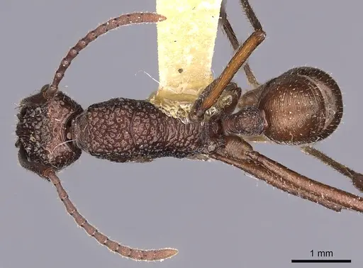 Rhytidoponera strigosa specimen CASENT0900524 image casent0900524_1