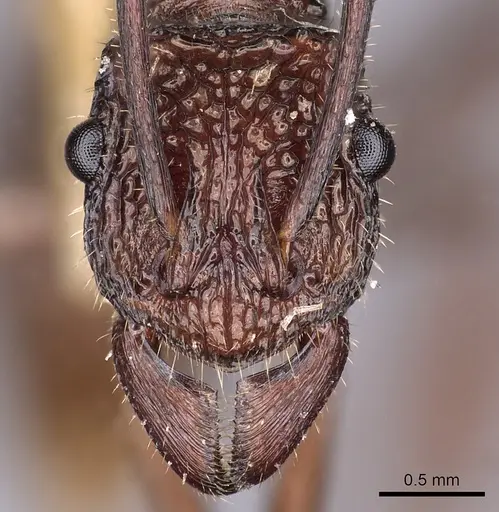 Rhytidoponera strigosa specimen CASENT0900524 image casent0900524_2