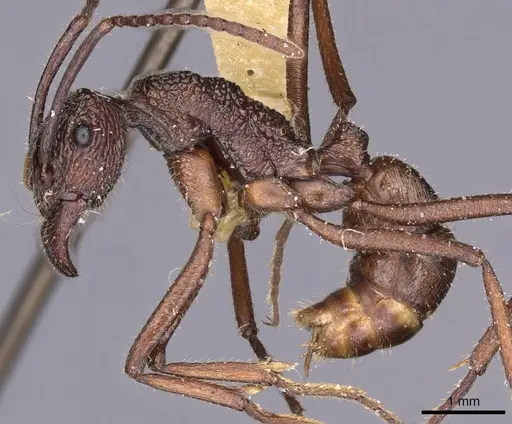 Rhytidoponera strigosa specimen CASENT0900524 image casent0900524_3