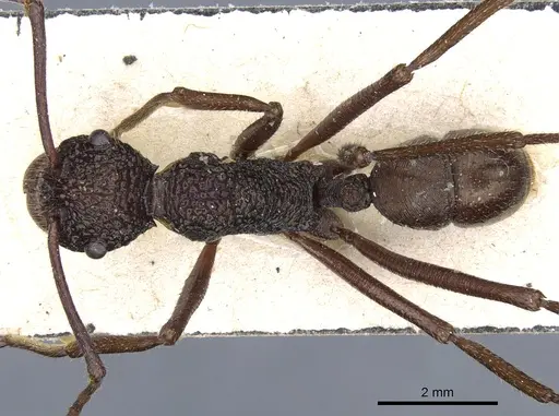 Rhytidoponera strigosa specimen CASENT0903818 image casent0903818_1