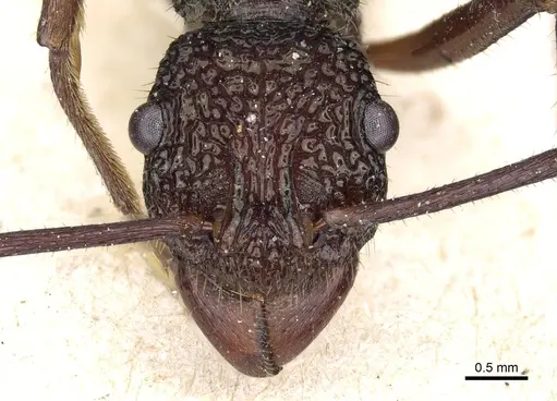 Rhytidoponera strigosa specimen CASENT0903818 image casent0903818_2