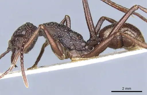 Rhytidoponera strigosa specimen CASENT0903818 image casent0903818_3