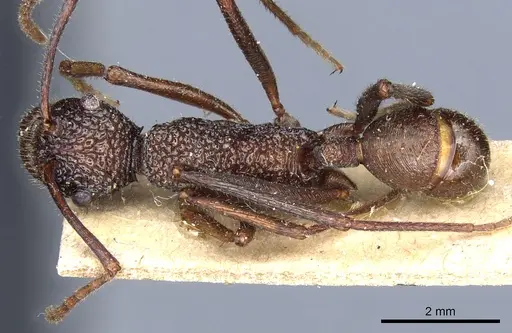 Rhytidoponera strigosa specimen CASENT0903819 image casent0903819_1