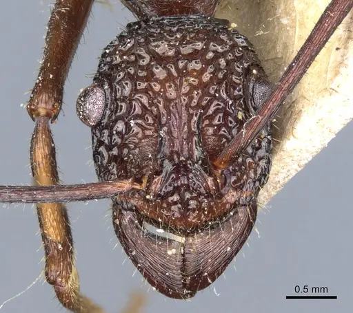 Rhytidoponera strigosa specimen CASENT0903819 image casent0903819_2