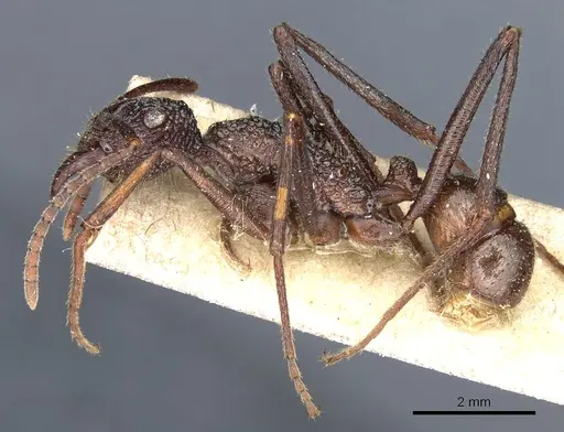 Rhytidoponera strigosa specimen CASENT0903819 image casent0903819_3