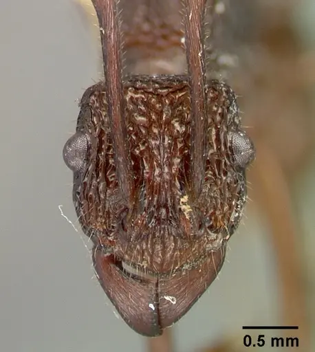 Rhytidoponera strigosa specimen CASTYPE06988-01 image castype06988-01_2