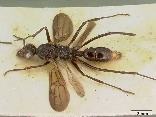 Rhytidoponera strigosa specimen CASTYPE06988-02 image castype06988-02_1
