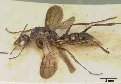 Rhytidoponera strigosa specimen CASTYPE06988-02 image castype06988-02_3